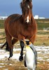 دوستی اسبها با پنگوئن