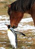 دوستی اسبها با پنگوئن 