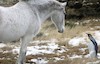 دوستی اسبها با پنگوئن