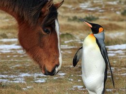 دوستی اسبها با پنگوئن 