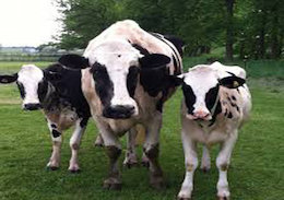 حمله گاو خشمگین به ۱۵ تهرانی! بلندترین گاو جهان