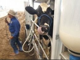 هشدارهای وزارت جهاد به صنایع لبنی/ تولید شیر در خطر است شیر43