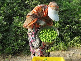 برداشت لیمو