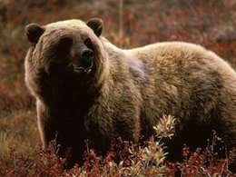 حمله خرس به یک کودک+عکس  حمله خرس