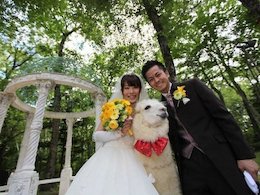 شتری که شاهد عقد می شود!+تصاویر شتری که شاهد عقد می شود