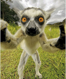 سلفی حیوانات