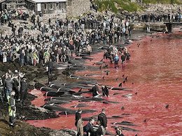 کشتار بی رحمانه