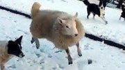 گوسفند عجیب
