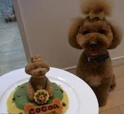 جشن تولد سگ ها