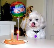 جشن تولد سگ ها