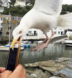 مرغان دیوانه و دزدان دریایی+عکس مرغان دیوانه و دزدان دریایی