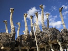 این شترمرغ فکر می کند یک سگ است!+تصاویر  شترمرغ43