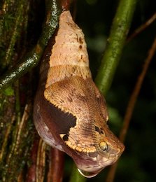 تبدیل شدن پروانه به افعی!!+تصاویر پروانه ای که افعی می شود