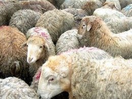 خرید دام عشایر توسط دولت برای حذف دلالان آغاز شده است
 گوسفند