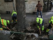 احیای درختان چنار کهن سال خیابان فلسطین