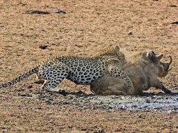 چرتی که به قیمت جان تمام شد!