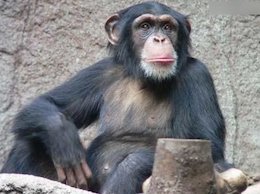 حیواناتی که زمان مرگ خود را می دانند+تصاویر شامپانزه