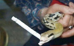 سیگار کشیدن یک مار +عکس  سیگار کشیدن مار