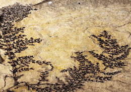 قدیمی ترین گل دنیا!+عکس فسیل