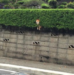 پربازدید ترین عکس توئیتر/عکس پربازدید ترین عکس توئیتر