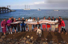 درازترین ماهی دنیا+عکس  درازترین ماهی دنیا