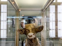 چند شوک به موزه ملی ایران
 موزه43