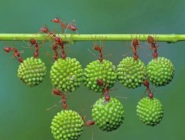  عجیب و دیدنی از دنیای حیوانات 