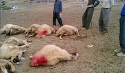 مرگ گوسفندان