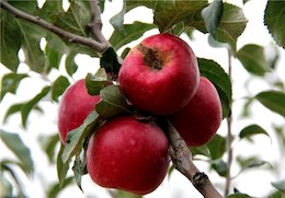 سیب کیلویی ۱۰۰ تومان!+تصاویر سیب قرمز