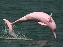 زیباترین دلفین جهان/عکس دلفین صورتی