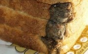 سوسک و موش در غذا
