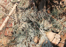 عکس/ جسد پیدا شده سیل پاکدشت (16+) جسد