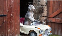 سگی خاص که رانندگی می کند !+عکس سگ