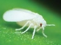 خطرات مگسهای سفید برای شهروندان و به ویژه کودکان مگس سفید 43