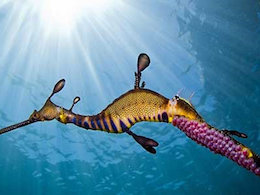 در این حیوان، جنس نر حامله میشود+ عکس حیوان