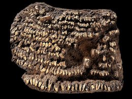 قدیمی ترین کیف پول دنیا/عکس  قدیمی ترین کیف پول دنیا