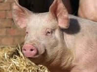 شرکت ایرانی خوردن «خوک» را حلال کرد! خوک