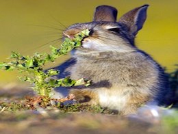 درازگوش ترین خرگوش دنیا/عکس  خرگوش