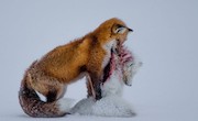 عکس برنده مسابقه عکاس برتر حیات‌وحش، روباه