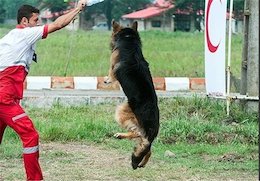 نجات نوزاد یک ساله توسط ۲ سگ زندهیاب/عکس نجات نوزاد توسط سگ ها