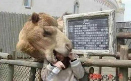 حمله های غافلگیرانه حیوانات + تصاویر 