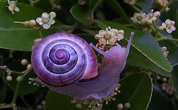 تصاویر منحصر به فردی از رنگین‌ترین حیوانات 