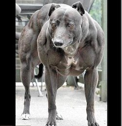 قوی ترین سگ جهان+ عکس  قوی ترین سگ جهان