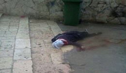 آخرین لحظات شهادت دختر فلسطینی+تصاویر شهادت دختر فلسطینی