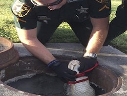 نجات تمساح گرفتار در لوله فاضلاب+تصاویر  نجات تمساح