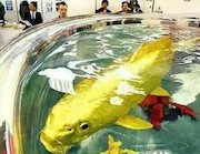 ماهی طلایی
