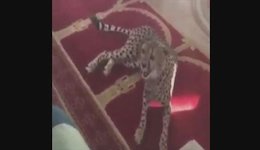 استراحت پلنگ روی سجاده های مسجد!+عکس  پلنگ