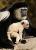 حیوانات تازه متولد شده باغ وحش دنور