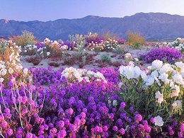 بیابانی که در چند ساعت گلستان شد!/تصاویر بیابان آتاکاما