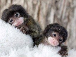 حیوانات تازه متولد شده باغ وحش دنور